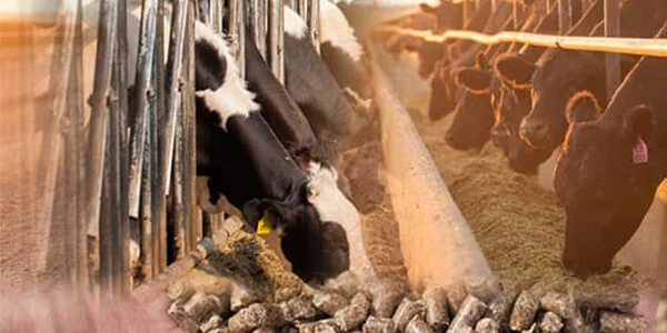 Cattle feeding at a farm