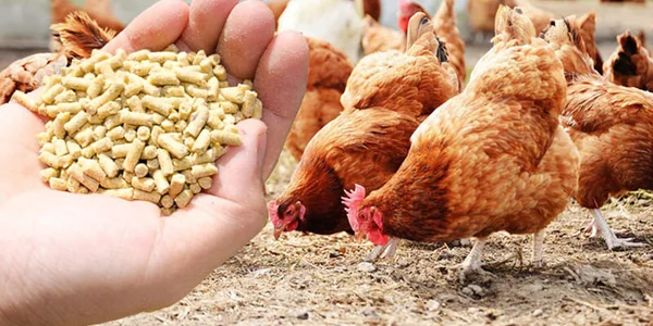 Chickens in a poultry house