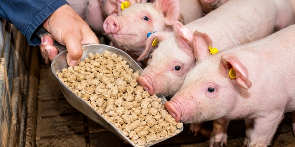 Pigs in a livestock feeding area