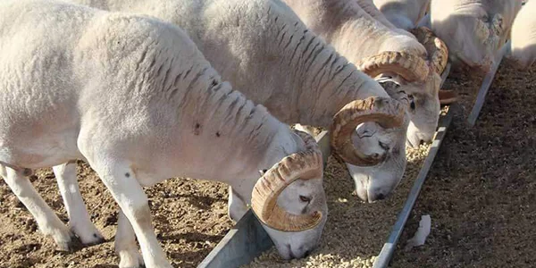 Sheep standing in a green pasture