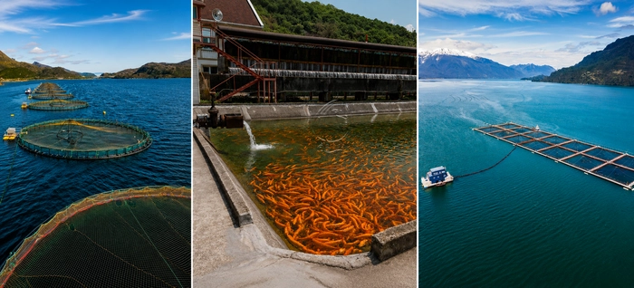 Growing_Aquaculture_Requires_High_Performance_Feed