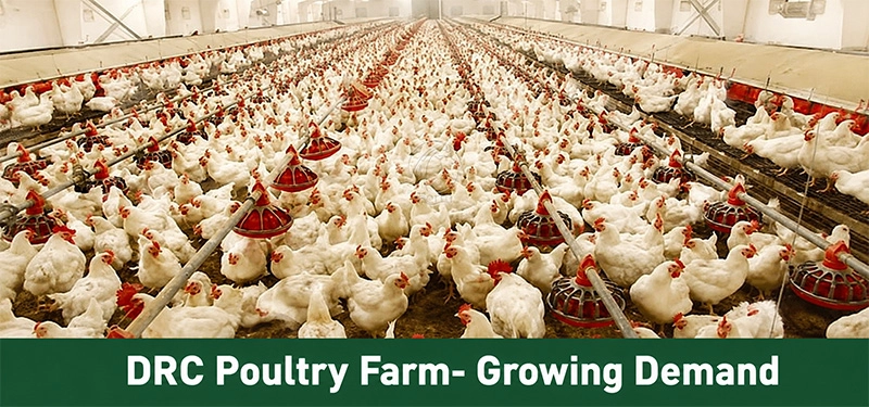 Large_Commercial_Poultry_Farm_With_Automatic_Feeding_Equipment_In_The_DRC