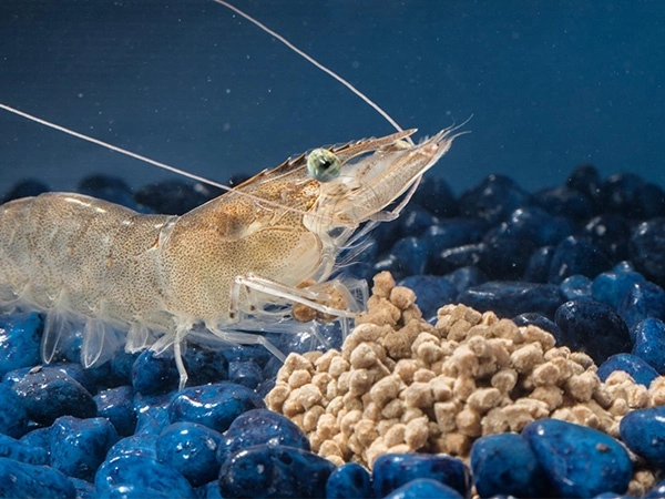 Shrimp_Feed_Pellets_For_Aquaculture_Farming