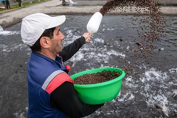 Manual_Feeding_Of_Floating_Fish_Feed_Pellets_In_Aquaculture_Pond